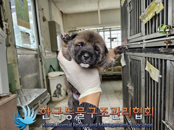한국동물구조관리협회_441559202401066